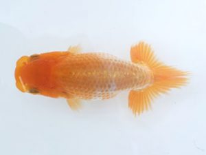 駿河らんちゅう会　研究会　東取締　加藤義行