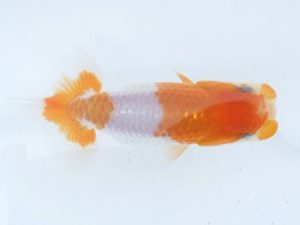 駿河らんちゅう会　研究会　西取締　庄村　清 