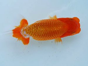 徳島愛錦会　西大関　田中　勉　香川