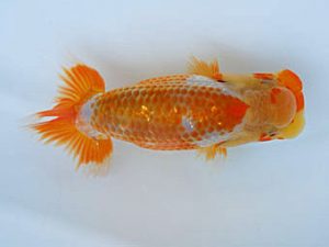 徳島愛錦会　立行司　藪内　満　香川