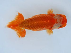 徳島愛錦会　西取締　山下康孝　香川