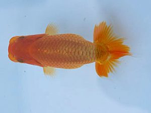 徳島愛錦会　西大関　竹居正成　香川