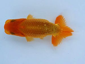 徳島愛錦会　立行司　瀬野正樹　徳島