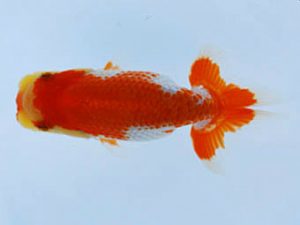 徳島愛錦会　東取締　平田哲也　徳島