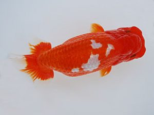 徳島愛錦会　東大関　大原　正　岡山