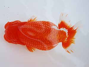 徳島愛錦会　西大関　白川成也　岡山