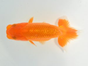 西日本金魚愛好会　東大関　古賀輝之　若楠会