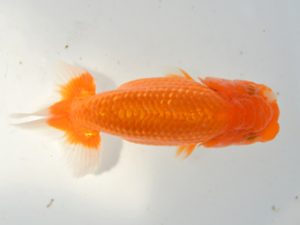 西日本金魚愛好会　西大関　宮崎徹三　弥生会