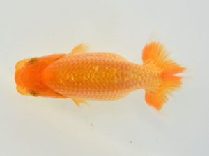 西日本金魚愛好会　立行司　野田浩久　弥生会