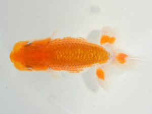 西日本金魚愛好会　東取締　草場幹子　弥生会