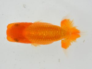 西日本金魚愛好会　西取締　藤崎和則　福岡観魚