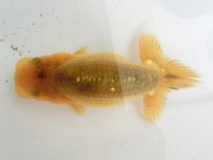 研究会　１席　立松大介　津島市