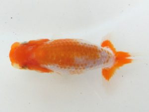 研究会　３席　山田重夫　愛西市