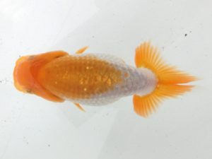 研究会　４席　立松大介　津島市