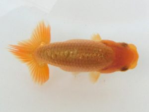 研究会　５席　吉村昭治　名古屋市