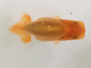 山梨錦城会　第二回研究会　二位　志村雄二