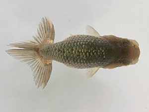 山梨錦城会　第二回研究会　三位　内藤伸一