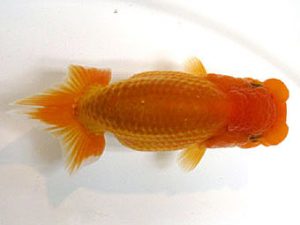 横浜観魚会　研究会　1位　大渕　功