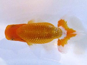 横浜観魚会　研究会　10位　齋藤宏典