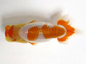 横浜観魚会　研究会　2位　野島隆一