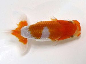 横浜観魚会　研究会　3位　丸山克昌