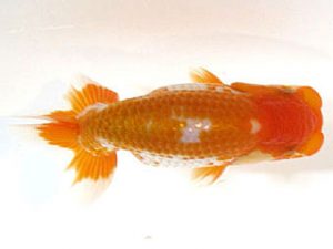 横浜観魚会　研究会　4位　齋藤一成