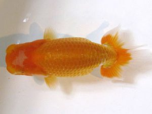 横浜観魚会　研究会　5位　秋元和男