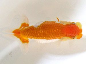 横浜観魚会　研究会　6位　加藤貞信