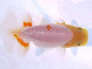 横浜観魚会　研究会　9位　高地辰夫