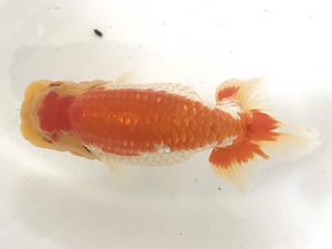 浜松愛魚会　西大関　山田芳人　清須市