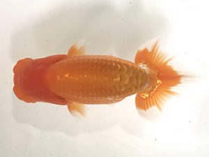 浜松愛魚会　立行司　安藤　寛　森町