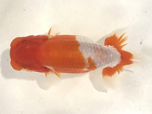 浜松愛魚会　取締一　平野睦二　浜松市