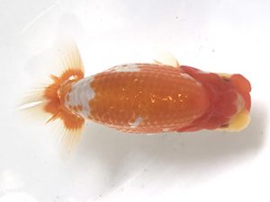 浜松愛魚会　取締二　渡辺　敦　犬山市