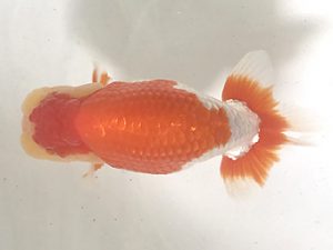 浜松愛魚会　東大関　松橋　悟　豊橋市