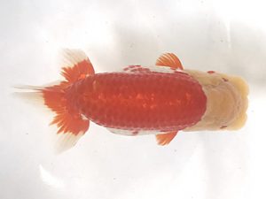 浜松愛魚会　西大関　根木清次　浜松市