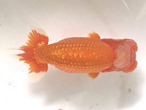 浜松愛魚会　立行司　小山徹志　中央市