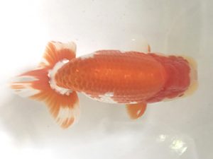 浜松愛魚会　取締一　松田力三　浜松市