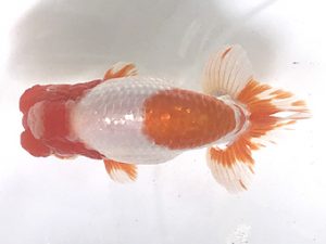 浜松愛魚会　取締二　山下滋可　磐田市