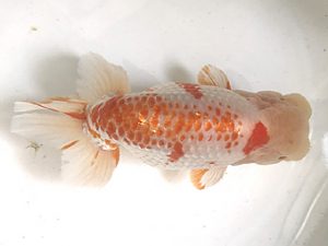 浜松愛魚会　高橋祐二　静岡市