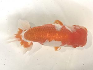 浜松愛魚会　西大関　小笠原　茂　碧南市