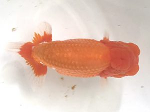 浜松愛魚会　立行司　小野　五　浜松市