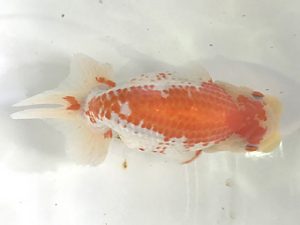 浜松愛魚会　取締一　前田哲朗　湖西市