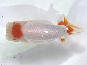 浜松愛魚会　取締二　鈴木克己　浜松市