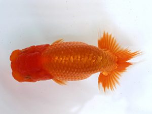 研究会　一位　村上暢彦