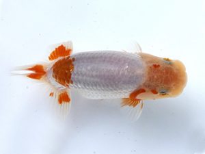 研究会　三位　秋庭健志　