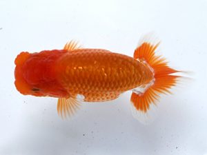 研究会　四位　村上暢彦　