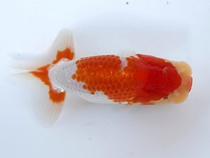 研究会　五位　白川成也