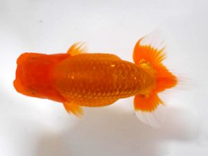 房総らんちう会　研究会　1位　野島隆一