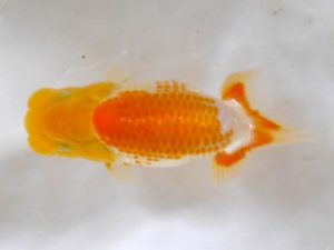 房総らんちう会　研究会　10位　古川裕昭