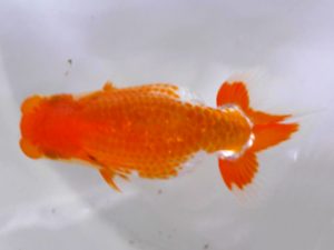 房総らんちう会　研究会 11位　野上　清